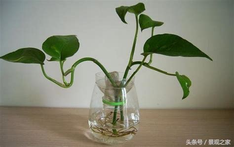 室內水生植物盆栽|水種新手入門指南：15 種室內水種植物推薦 